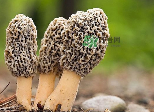 羊肚菌怎么做好吃？羊肚菌有什么好處