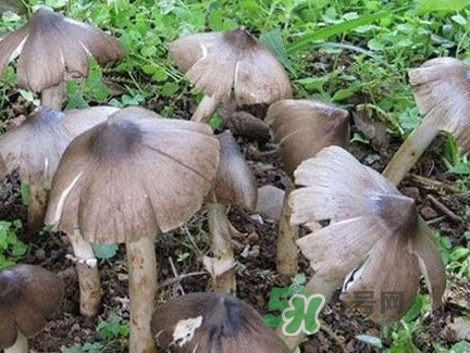 雞樅菌什么時(shí)候有？雞樅菌生長(zhǎng)在什么地方