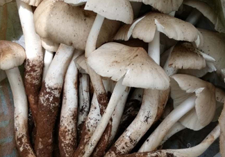 雞樅菌什么時候有？雞樅菌生長在什么地方