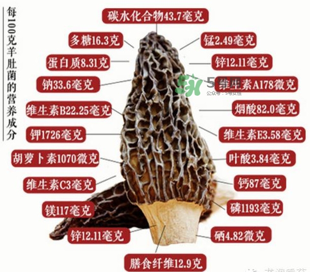 野生羊肚菌多少錢一斤？干羊肚菌多少錢一斤