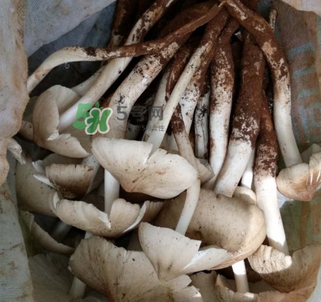 雞樅菌可以人工種植嗎？怎么人工種植雞樅菌