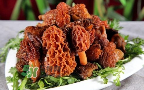 羊肚菌生長在什么地方？羊肚菌同什么煲湯最好