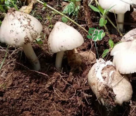雞樅菌怎么保存？雞樅菌可以放冰箱嗎？
