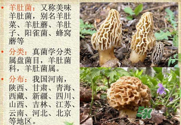 生了蟲的羊肚菌能吃嗎？羊肚菌長蟲子怎么辦？