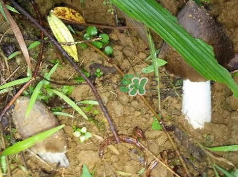 雞樅菌可以人工種植嗎？怎么人工種植雞樅菌