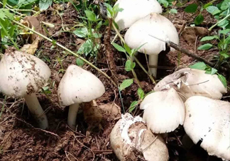雞樅菌怎么保存？雞樅菌可以放冰箱嗎？