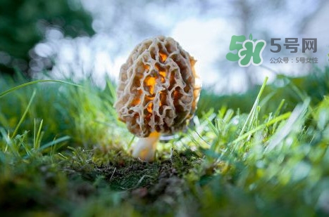 羊肚菌可以泡茶喝嗎？羊肚菌可以生吃嗎
