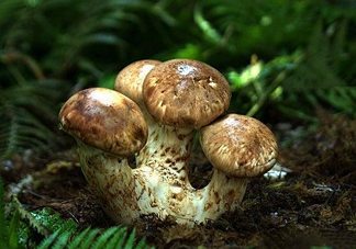 干松茸多少錢一斤？野生松茸多少錢一斤？