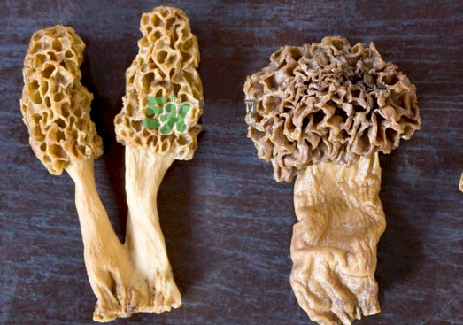 羊肚菌有假的嗎？野生羊肚菌有幾種？