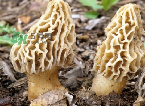 羊肚菌可以泡茶喝嗎？羊肚菌可以生吃嗎