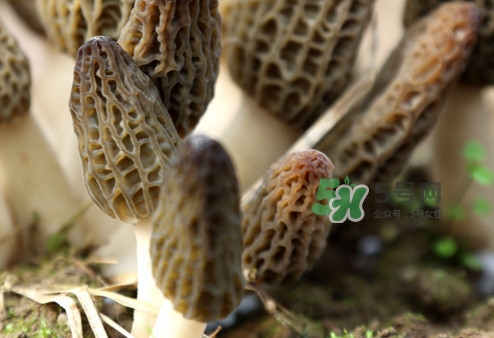 羊肚菌能泡酒嗎？羊肚菌可以炒著吃嗎？