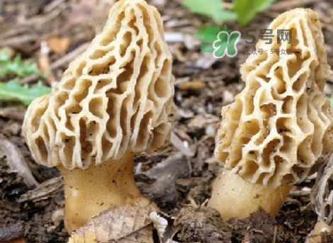 羊肚菌能治什么?。垦蚨蔷芾鋬霰ｕr嗎