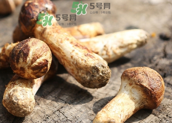 干松茸多少錢一斤？野生松茸多少錢一斤？