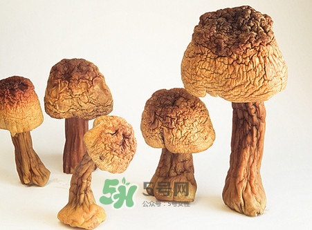 松茸是發(fā)物嗎？松茸是熱性還是涼性？