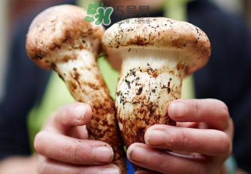 松茸什么時候吃最好？松茸什么季節(jié)有