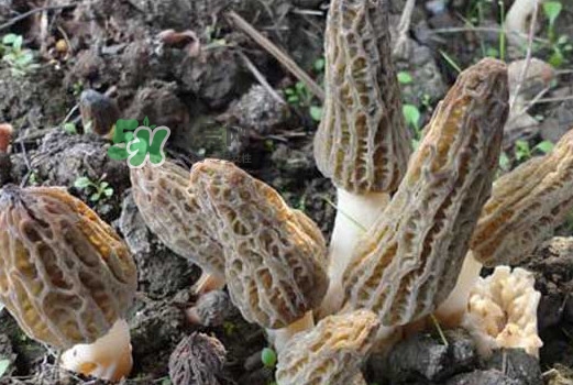 羊肚菌可以泡水喝嗎？羊肚菌可以燉鴿子嗎