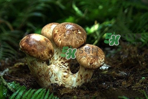 干松茸多少錢一斤？野生松茸多少錢一斤？