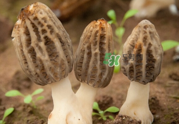 羊肚菌有假的嗎？野生羊肚菌有幾種？
