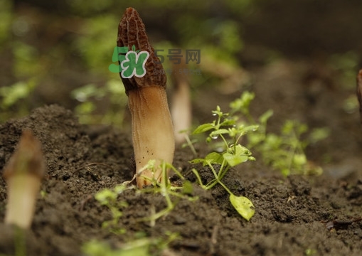 孕婦可以吃羊肚菌嗎？什么人不能吃羊肚菌