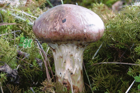 松茸是發(fā)物嗎？松茸是熱性還是涼性？