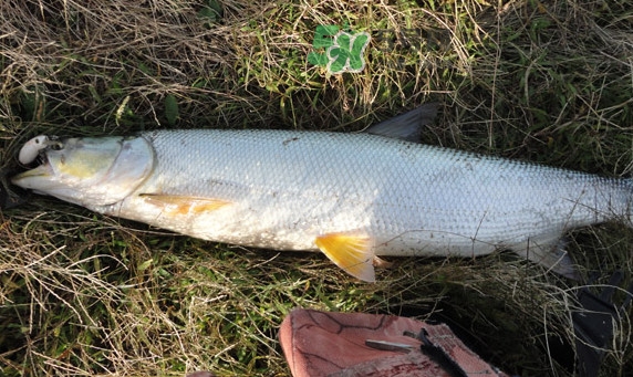 釣鳡魚用什么路亞竿好？路亞鳡魚用什么餌好