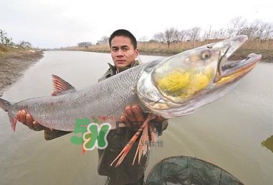 鳡魚多少錢一斤？野生鳡魚多少錢一斤