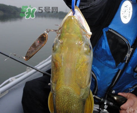 鳡魚好吃嗎？鳡魚刺多嗎