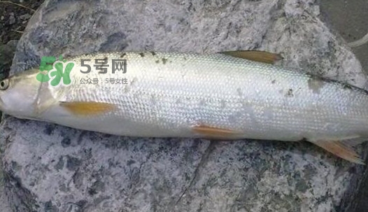 鳡魚好吃嗎？鳡魚刺多嗎