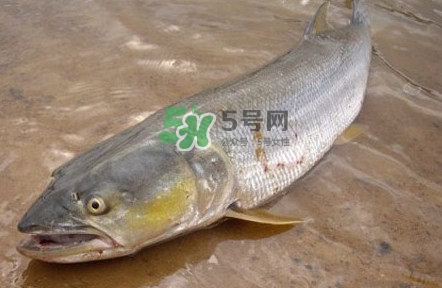 鳡魚(yú)怎么釣？鳡魚(yú)在魚(yú)缸里怎么養(yǎng)