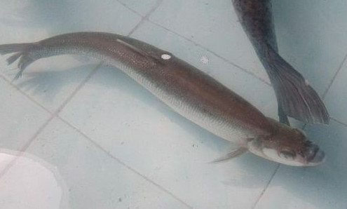 鳡魚吃什么？翹嘴魚和鳡魚有什么區(qū)別