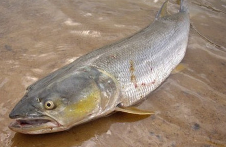 鳡魚吃什么？翹嘴魚和鳡魚有什么區(qū)別