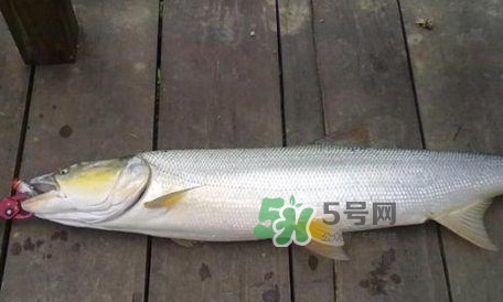 釣鳡魚用什么路亞竿好？路亞鳡魚用什么餌好