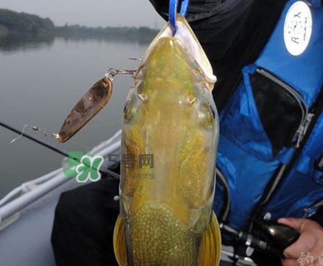 鳡魚是什么魚？鳡魚是淡水魚嗎