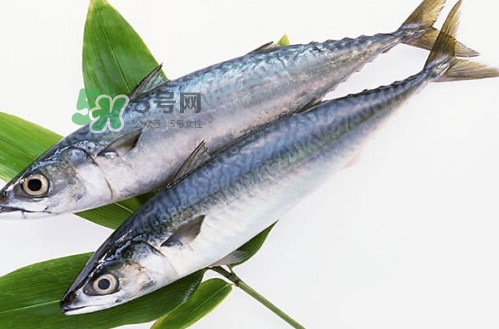 一般鳡魚能長到多大？鳡魚與假鳡魚怎么區(qū)分