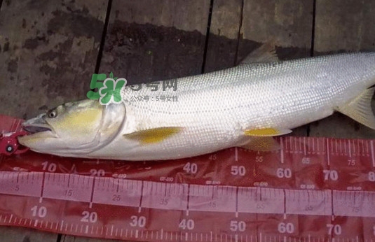 一般鳡魚能長到多大？鳡魚與假鳡魚怎么區(qū)分