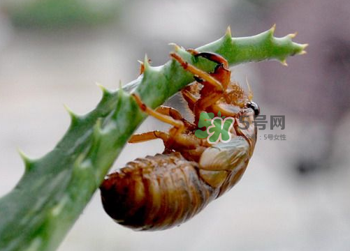 金蟬怎么保存一夜不死？怎樣保存一夜金蟬不死？