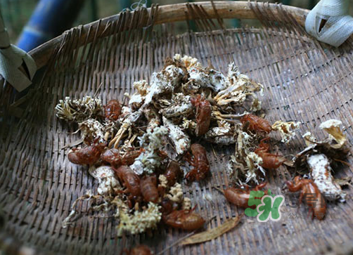 金蟬花可以放在冰箱嗎？新鮮金蟬花怎么保存？