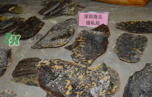 玳瑁標本有收藏價值嗎？玳瑁的功效與作用