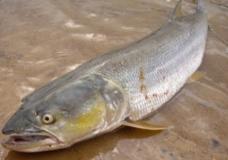 鳡魚怎么釣？鳡魚在魚缸里怎么養(yǎng)
