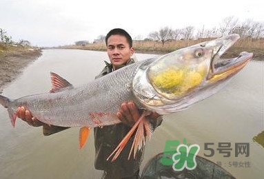 一般鳡魚能長到多大？鳡魚與假鳡魚怎么區(qū)分