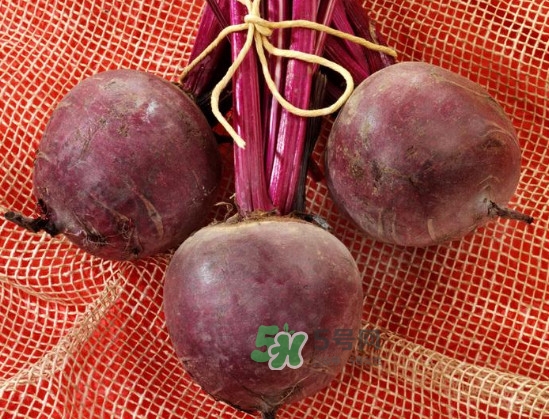 甜菜根是什么菜？甜菜根什么季節(jié)收獲