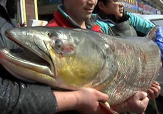 鳡魚是什么魚？鳡魚是淡水魚嗎