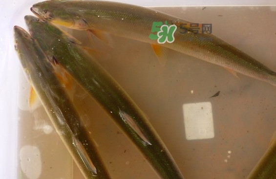 鳡魚怎么做好吃？鳡魚有天敵嗎