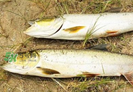 鳡魚(yú)怎么釣？鳡魚(yú)在魚(yú)缸里怎么養(yǎng)
