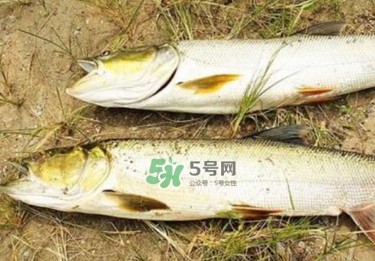 鳡魚是什么魚？鳡魚是淡水魚嗎