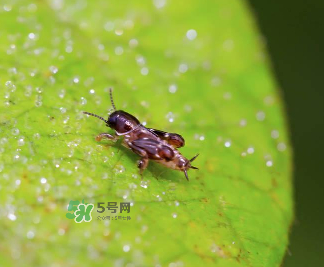 跳蚤會(huì)寄生在人身上嗎？跳蚤會(huì)在人身上存活嗎？
