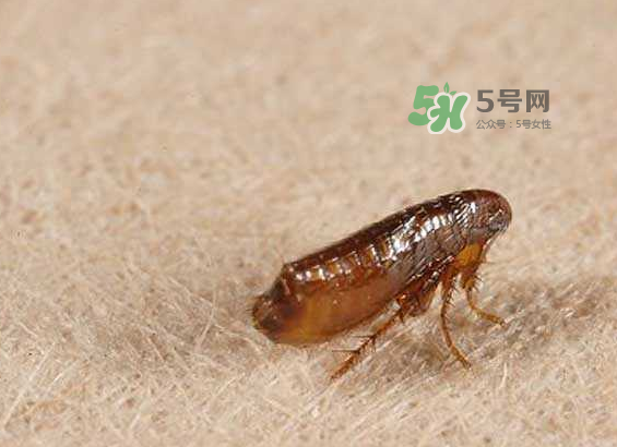 跳蚤會(huì)寄生在人身上嗎？跳蚤會(huì)在人身上存活嗎？