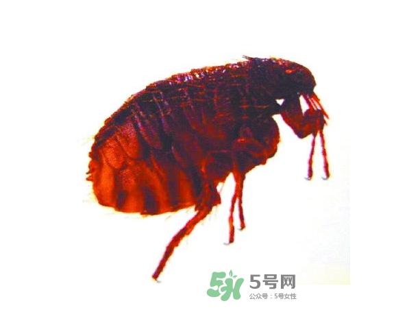 跳蚤會(huì)飛嗎？跳蚤會(huì)咬人嗎？