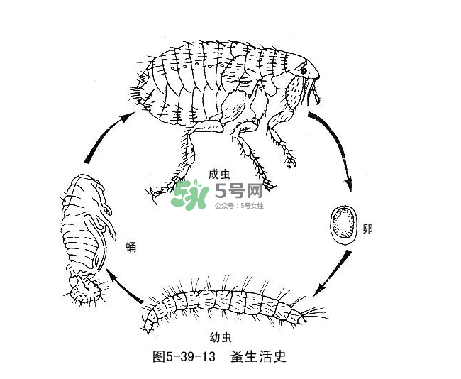 跳蚤會(huì)飛嗎？跳蚤會(huì)咬人嗎？