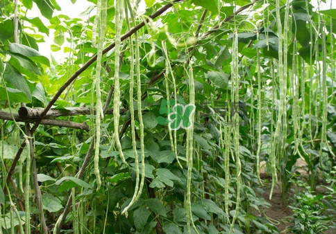 豇豆是什么樣的？豇豆是長豆角嗎？